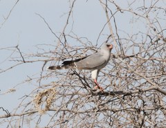 Micronisus gabar gabar