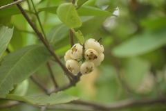 Syzygium samarangense
