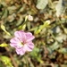 Boerhavia chinensis - Photo (c) Milind Girdhari, μερικά δικαιώματα διατηρούνται (CC BY-NC), uploaded by Milind Girdhari