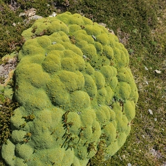 Azorelloideae