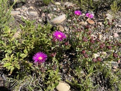 Lampranthus laxifolius