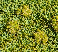 Azorelloideae
