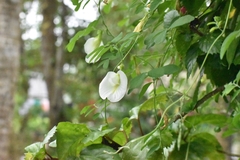 Clitoria ternatea albiflora