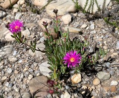 Lampranthus laxifolius