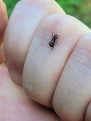 Cacephatus