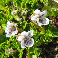 Viola tridentata