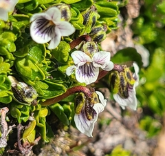Viola tridentata