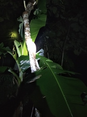 Gekko gecko