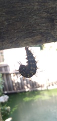 Lepidoptera