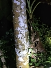 Gekko gecko
