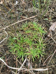 Lachnocaulon