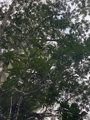 Elaeocarpus angustifolius