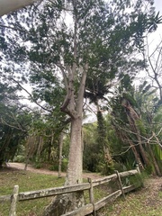 Elaeocarpus angustifolius