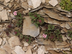 Spiraea morrisonicola