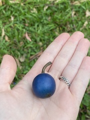 Elaeocarpus angustifolius