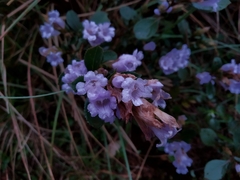 Strobilanthes kunthiana