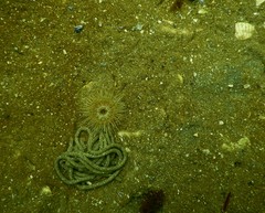 Sagartiogeton undatus