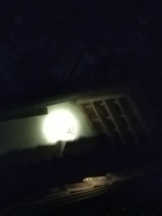 Gekko gecko