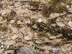 Spiraea morrisonicola