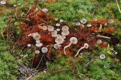 Sagaranella tylicolor