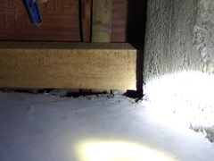 Gekko gecko