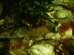 Psammechinus miliaris