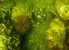 Psammechinus miliaris