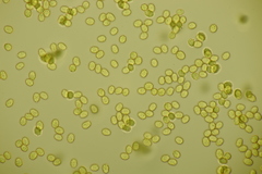 Sagaranella tylicolor