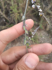 Monnina dictyocarpa