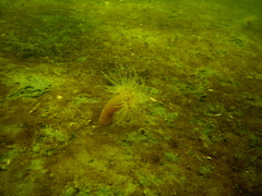 Sagartiogeton undatus