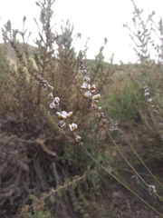 Monnina dictyocarpa