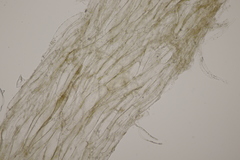 Sagaranella tylicolor