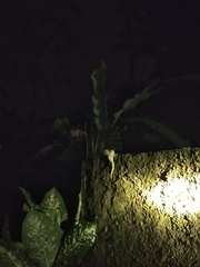 Gekko gecko