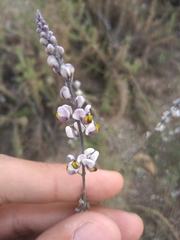 Monnina dictyocarpa