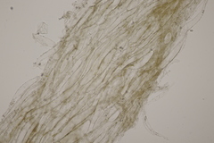 Sagaranella tylicolor