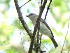 Pachycephala cinerea