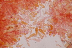 Sagaranella tylicolor