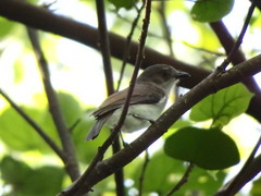 Pachycephala cinerea