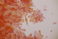 Sagaranella tylicolor