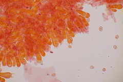 Sagaranella tylicolor