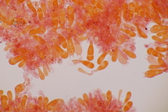 Sagaranella tylicolor