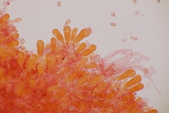 Sagaranella tylicolor