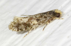 Monopis marginistrigella