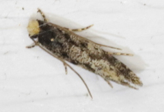 Monopis marginistrigella