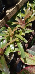 Neoregelia compacta