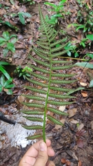 Cyathea praecincta