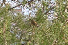 Phylloscopus collybita