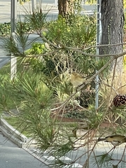 Phylloscopus collybita