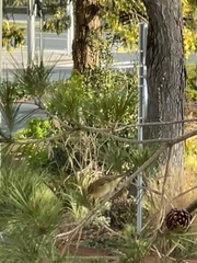 Phylloscopus collybita