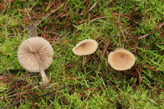 Entoloma cetratum